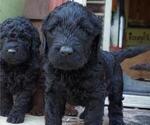Small Photo #3 Goldendoodle Puppy For Sale in CASTLE ROCK, WA, USA