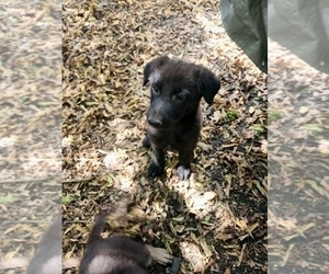 German Shepherd Dog Puppy for sale in ROBINSON, TX, USA
