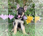 Small Photo #1 German Shepherd Dog Puppy For Sale in MIAMI, FL, USA