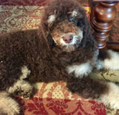Father of the Bernedoodle puppies born on 06/06/2018