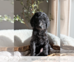 Puppy Wren Goldendoodle mix (+ Poodle Standard)