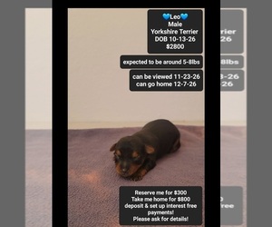 Yorkshire Terrier Puppy for sale in TUCSON, AZ, USA