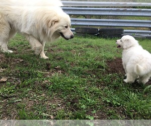 Father of the Great Pyrenees puppies born on 02/20/2023