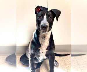 Great Dane-Labrador Retriever Mix Dogs for adoption in San Antonio, TX, USA