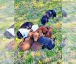 Small Photo #9 Labrador Retriever Puppy For Sale in HOPE MILLS, NC, USA
