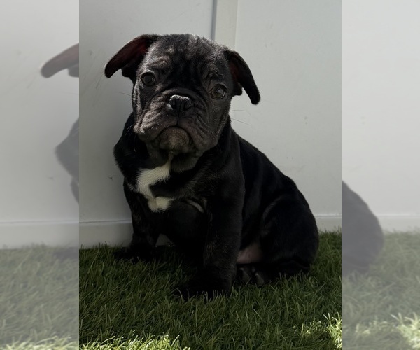 Medium Photo #6 French Bulldog Puppy For Sale in APPLE VALLEY, CA, USA