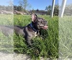 Small #2 French Bulldog