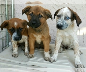 Texas Heeler Puppy for sale in MODESTO, CA, USA