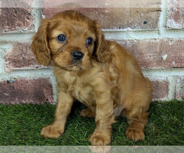 Medium Photo #6 Cavalier King Charles Spaniel Puppy For Sale in MOBERLY, MO, USA