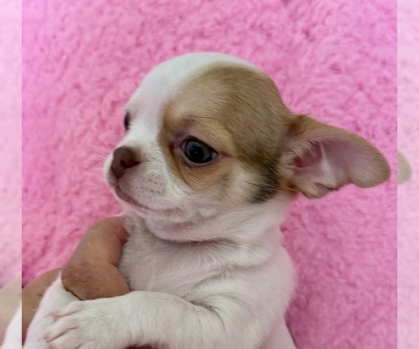 Medium Photo #9 Chihuahua Puppy For Sale in SPARKS, NV, USA