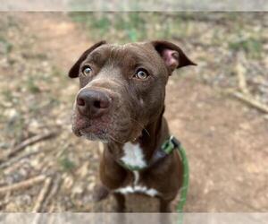 Mutt Dogs for adoption in Charlotte, NC, USA