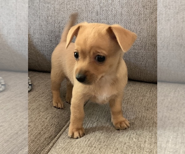 Medium Photo #15 Chiweenie Puppy For Sale in CLOVER, SC, USA