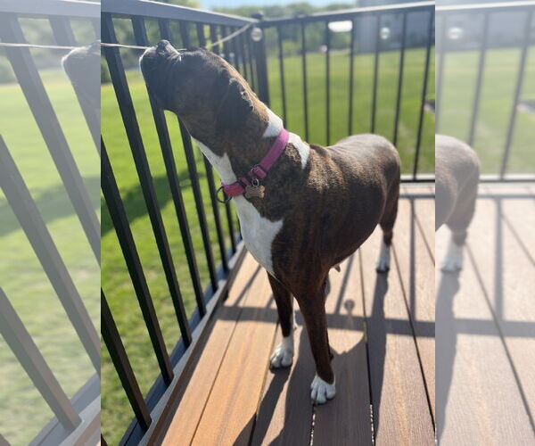 Medium Photo #2 Boxer Puppy For Sale in Woodbury, MN, USA