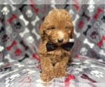 Small #3 Goldendoodle (Miniature)