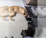 Small #47 American Pit Bull Terrier Mix