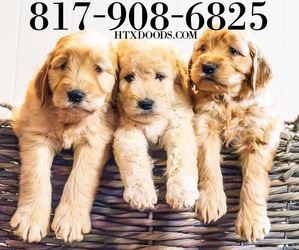 Double Doodle Puppy for sale in NORTH RICHLAND HILLS, TX, USA