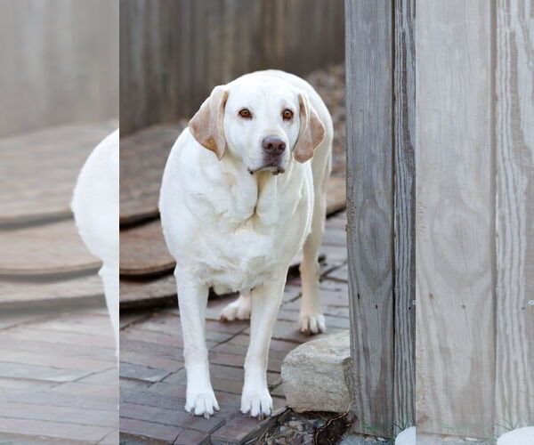 Medium Photo #8 Mutt Puppy For Sale in McKinney, TX, USA