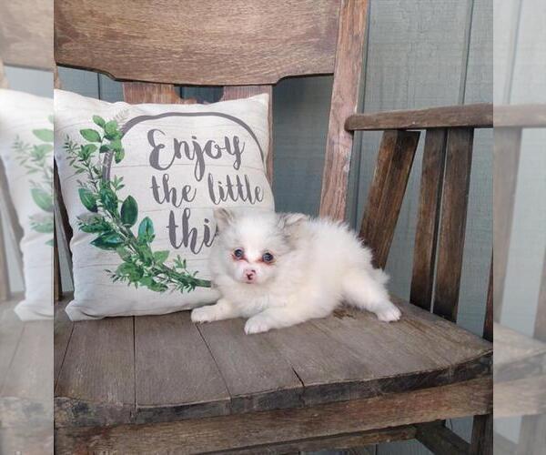 Medium Photo #19 Pomeranian Puppy For Sale in NAPLES, FL, USA