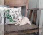 Small #18 Pomeranian