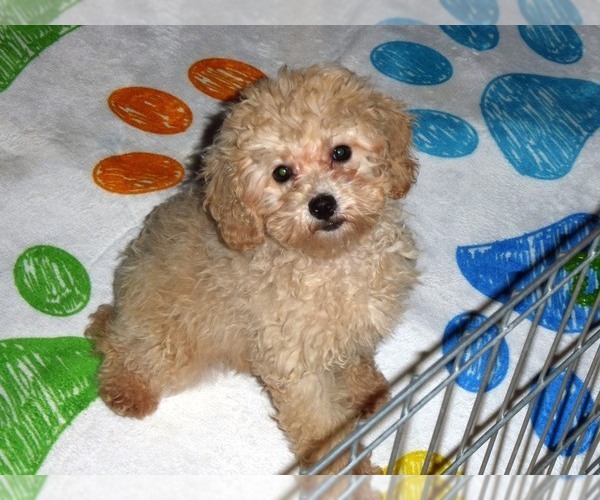 Medium Photo #12 Poodle (Toy) Puppy For Sale in ORO VALLEY, AZ, USA