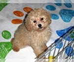 Small Photo #12 Poodle (Toy) Puppy For Sale in ORO VALLEY, AZ, USA