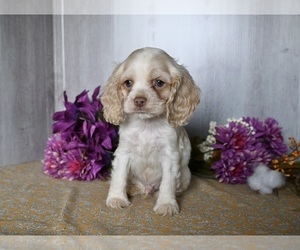 Cocker Spaniel Puppy for sale in DRESDEN, OH, USA