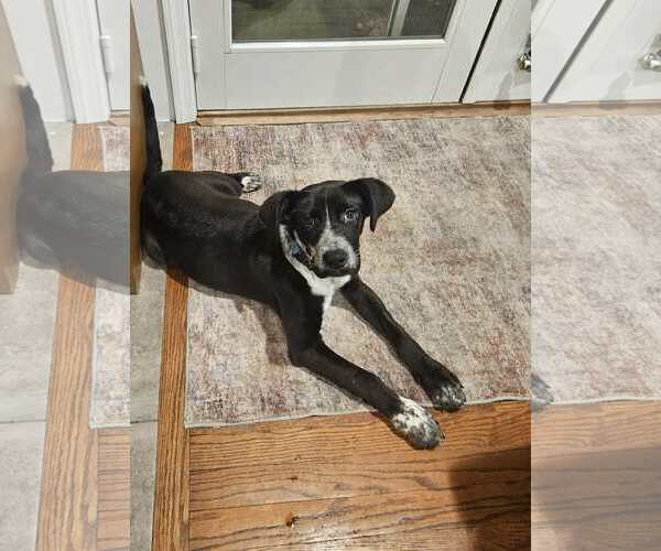Medium Photo #4 Siberian Husky-Unknown Mix Puppy For Sale in Woodbury, NY, USA