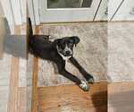 Small #3 Siberian Husky Mix