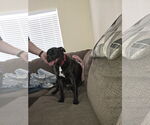 Small #2 American Pit Bull Terrier-Labrador Retriever Mix