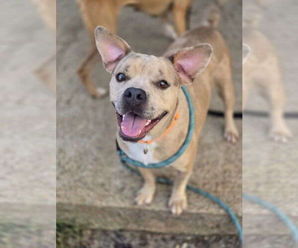Medium Photo #3 Bulldog-Unknown Mix Puppy For Sale in Bardstown, KY, USA