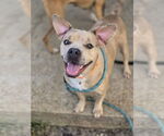 Small #2 Bulldog Mix