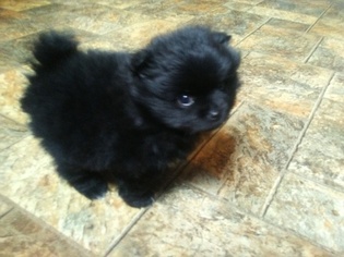 Pomeranian Puppy for sale in CLYDE, NC, USA