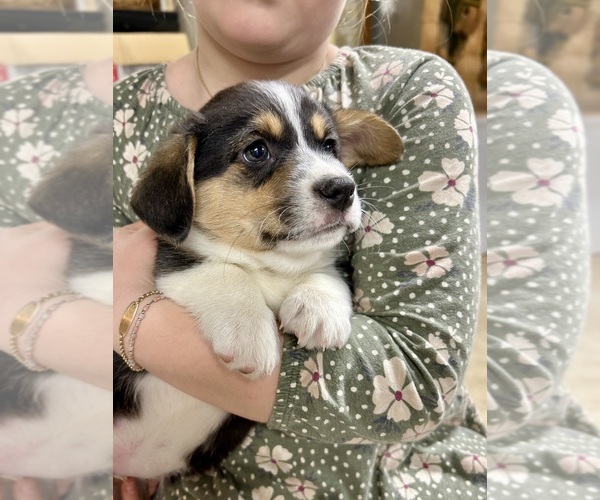 Medium Photo #26 Pembroke Welsh Corgi Puppy For Sale in ROCK VALLEY, IA, USA