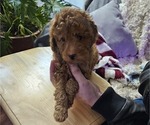 Small #2 Poodle (Miniature)