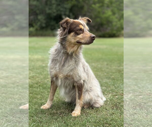 Medium Photo #3 Mutt Puppy For Sale in PIPE CREEK, TX, USA