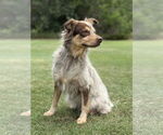 Small #2 Mutt
