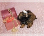 Small Photo #1 Shih Tzu Puppy For Sale in WARRENSBURG, MO, USA