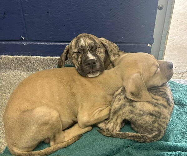 Medium Photo #1 Mutt Puppy For Sale in Sterling, MA, USA