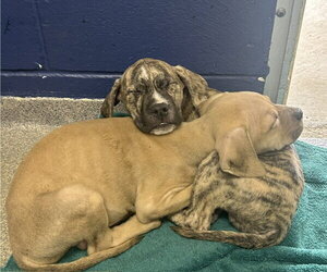 Mutt Dogs for adoption in Sterling, MA, USA