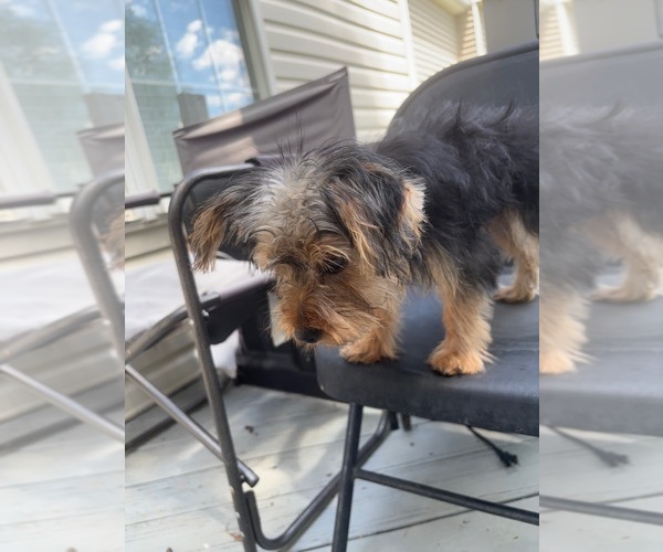 Medium Photo #6 Yorkshire Terrier Puppy For Sale in RICHMOND, VA, USA