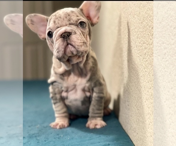 Medium Photo #2 French Bulldog Puppy For Sale in LAS VEGAS, NV, USA