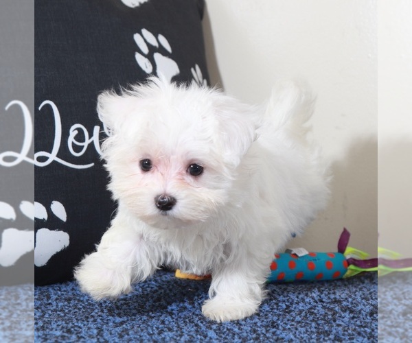 Medium Photo #2 Maltese Puppy For Sale in MOUNT VERNON, OH, USA