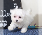 Small #1 Maltese