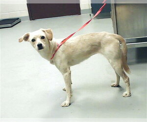 Labrador Retriever-Unknown Mix Dogs for adoption in Fayetteville, NC, USA
