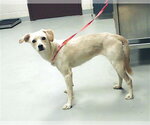 Small Labrador Retriever Mix