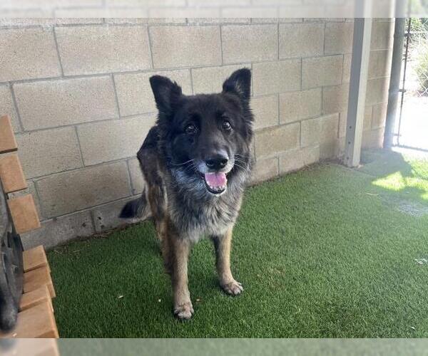 Medium Photo #2 German Shepherd Dog Puppy For Sale in Corona, CA, USA