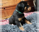 Small #1 Rottweiler