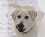 Small #2 Great Pyrenees Mix