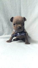 French Bulldog Puppy for sale in EPHRATA, PA, USA