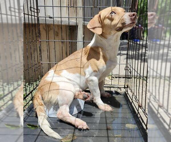 Medium Photo #1 Mutt Puppy For Sale in San Antonio, TX, USA